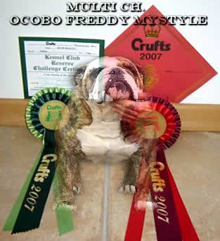 Bulldog Ocobo Freddy Mystyle photo